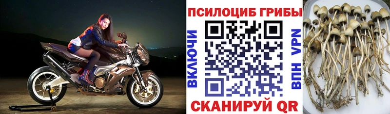 Псилоцибиновые грибы GOLDEN TEACHER  Бутурлиновка 